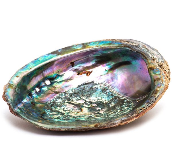 OMSPG2026-AbaloneShell 5-6 in. Abalone Shell Smudge Ash Tray Burner - Large