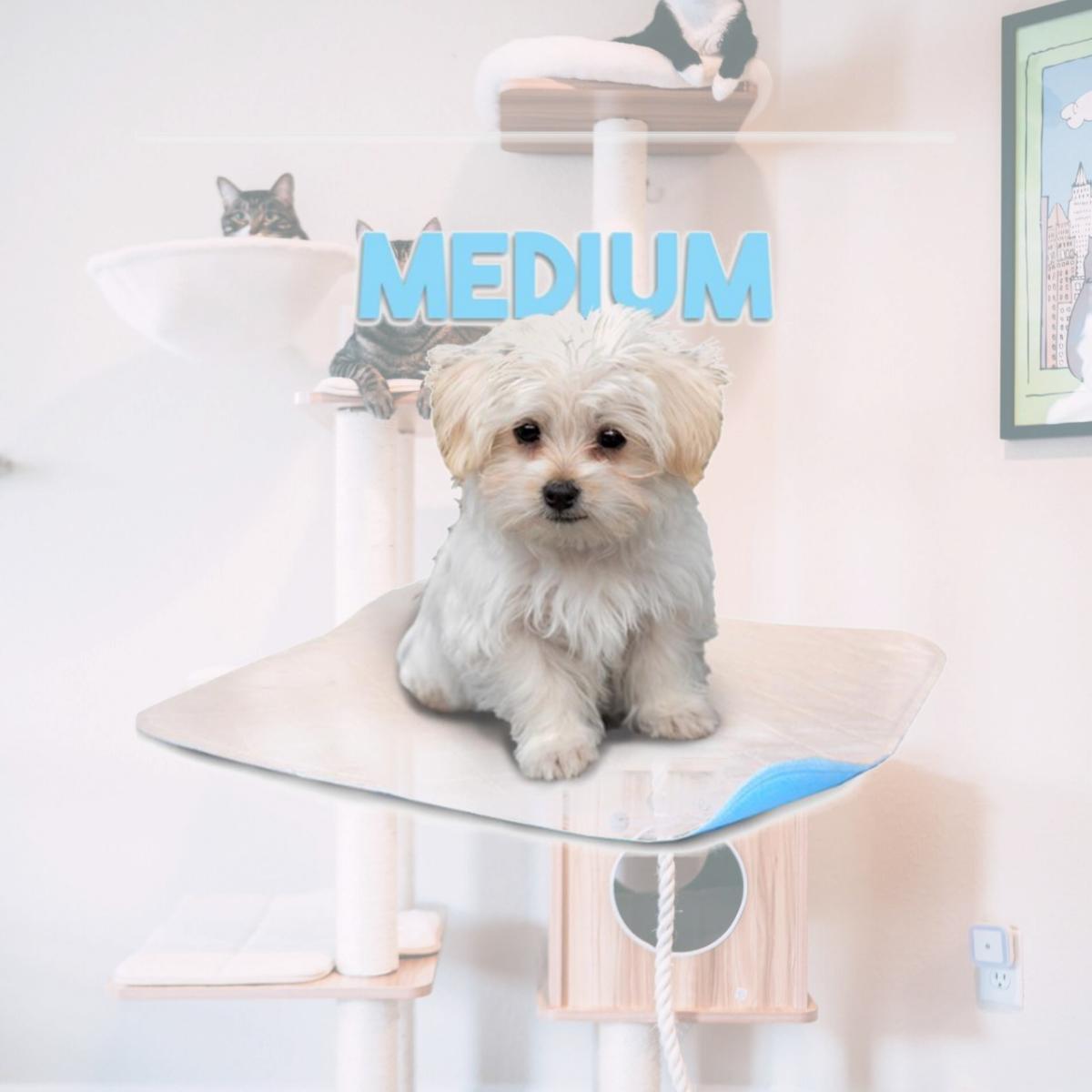 Picture of Lennypads 1824LP 18 x 24 in. Medium Washable Pet Pad - White