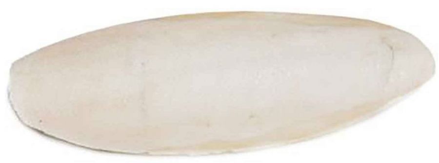 Picture of Prevue PV03148 6 in. Cuttlebone Birdie Basics&#44; Large - Pack of 25