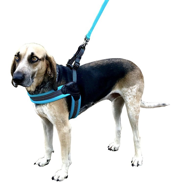 Picture of Sporn YU20066 Easy Fit Dog Harness - Blue