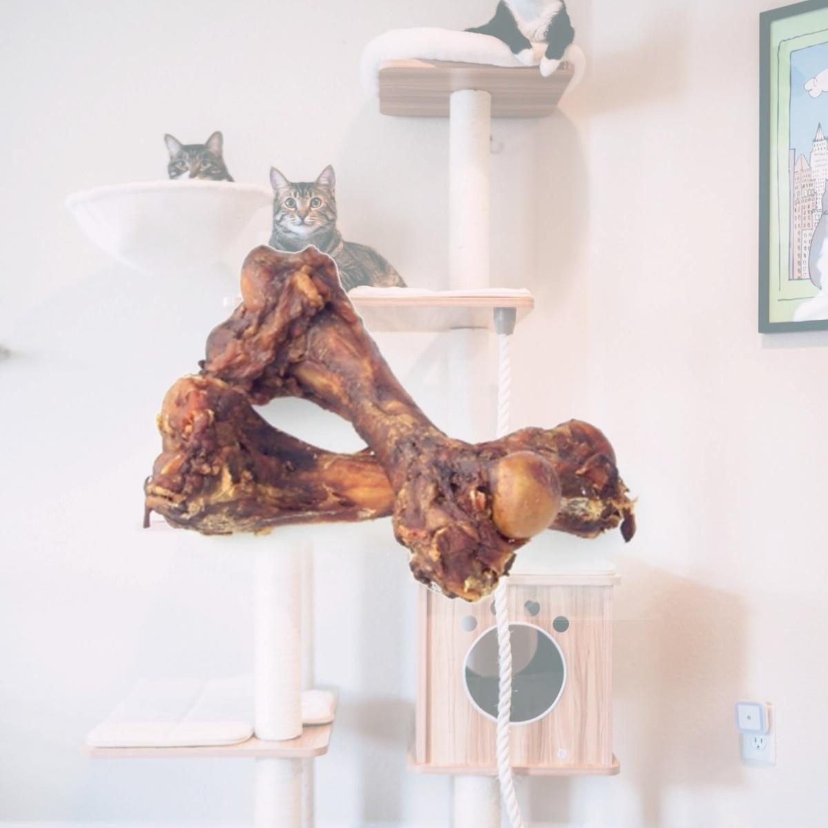 Picture of Jones Natural Chews JN00601 Pork Femur Bone- 7-9 In.