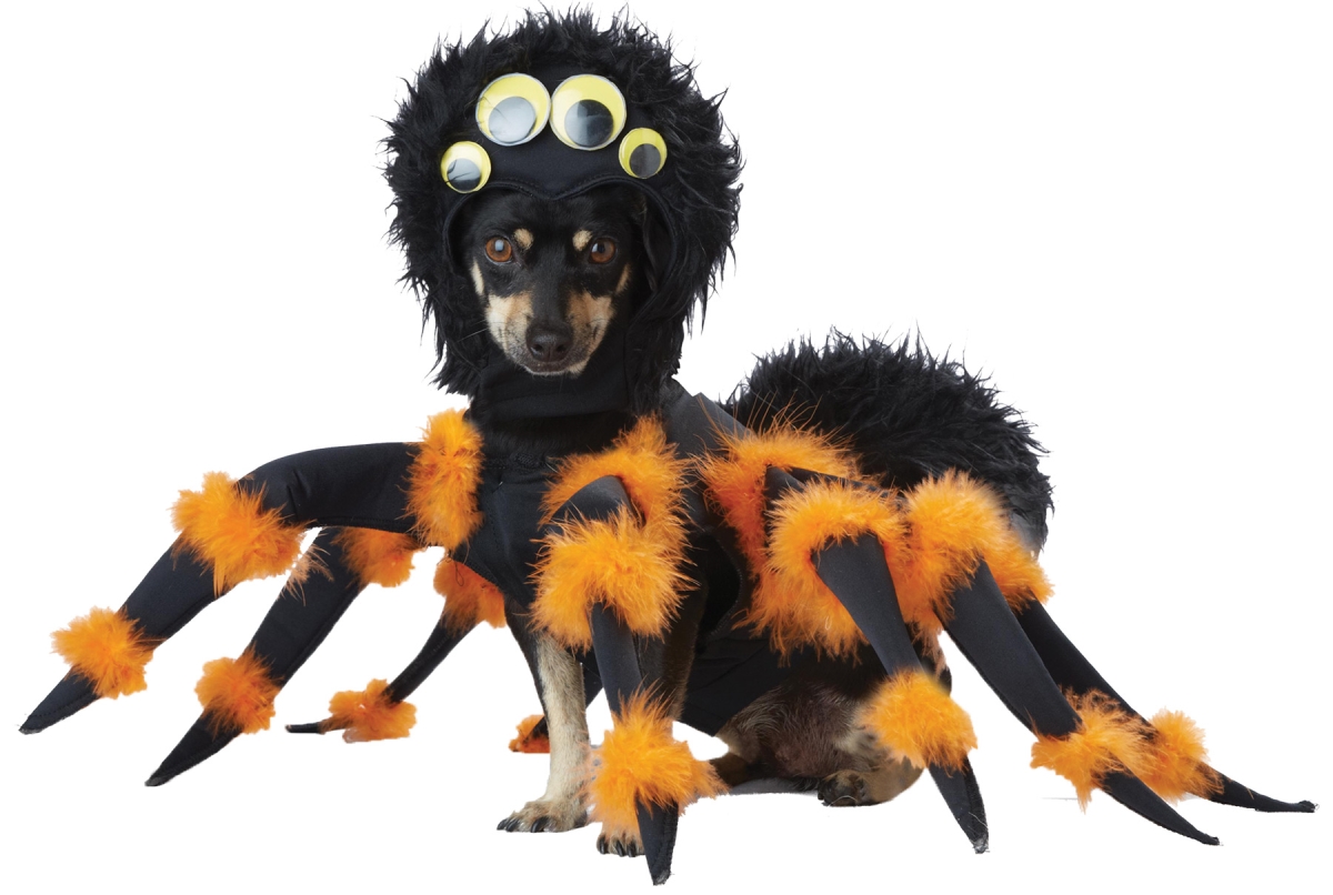 Picture of Morris Costume CC20149MD Pet Spider Costume, Medium