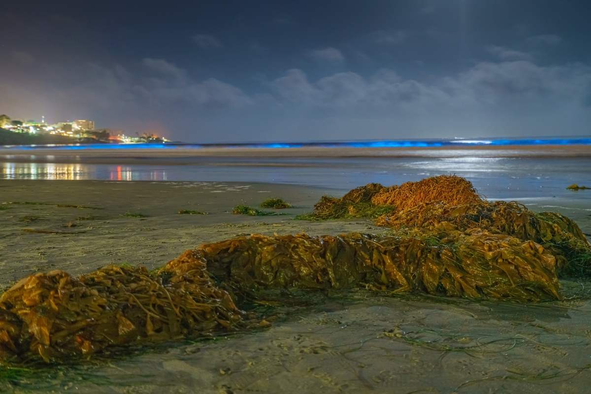 36 x 24 in. La Jolla Beach Bioluminescence Two Fine Print Wall Art
