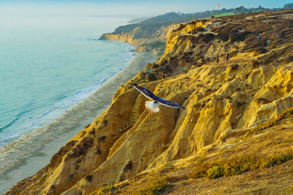 36 x 24 in. Eagle in Flight at Gliderport, La Jolla Fine Print Wall Art
