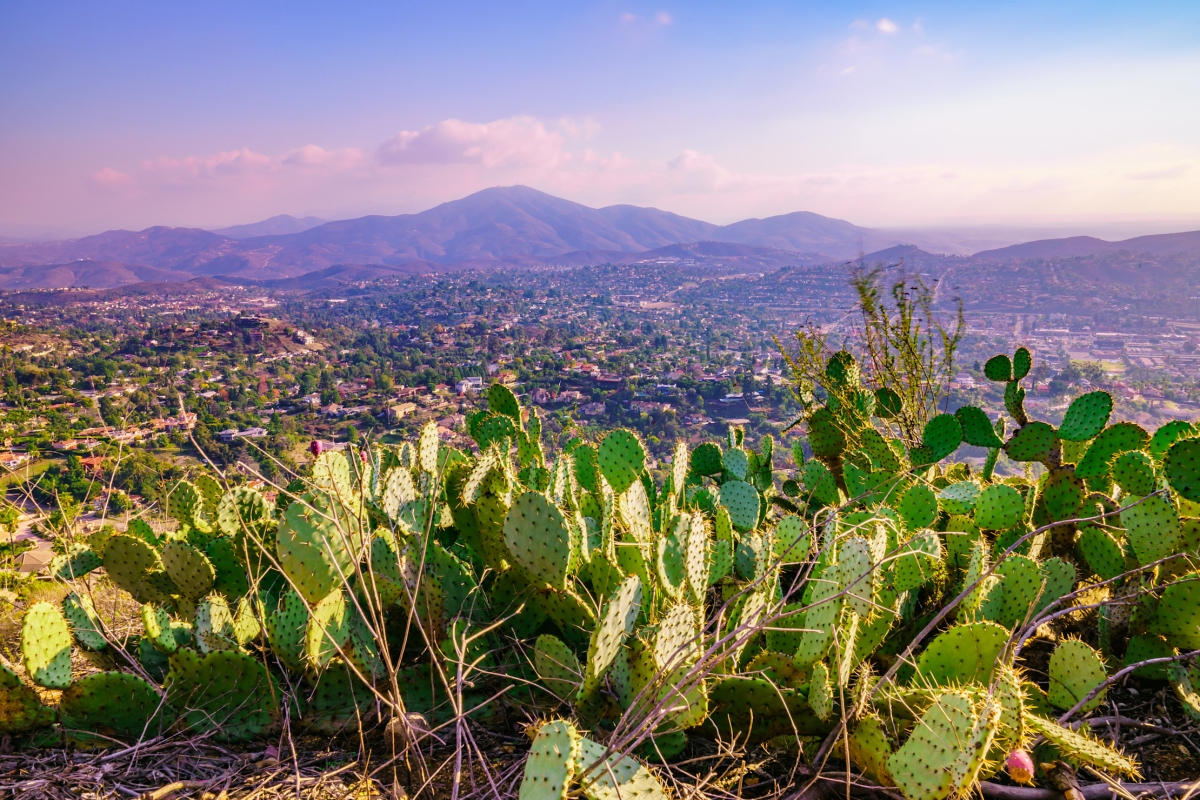 36 x 24 in. Mount Helix Cactus Landscape Fine Print Wall Art