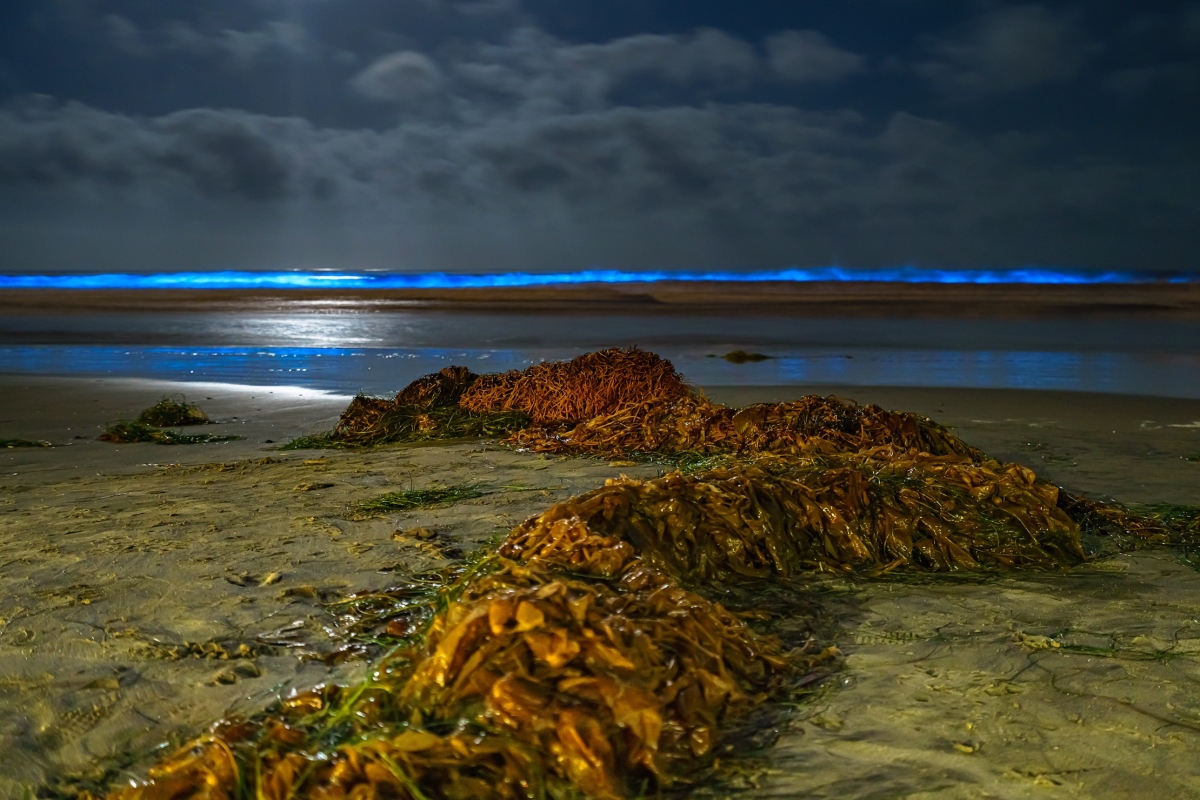 36 x 24 in. La Jolla Beach Bioluminescence Fine Print Wall Art