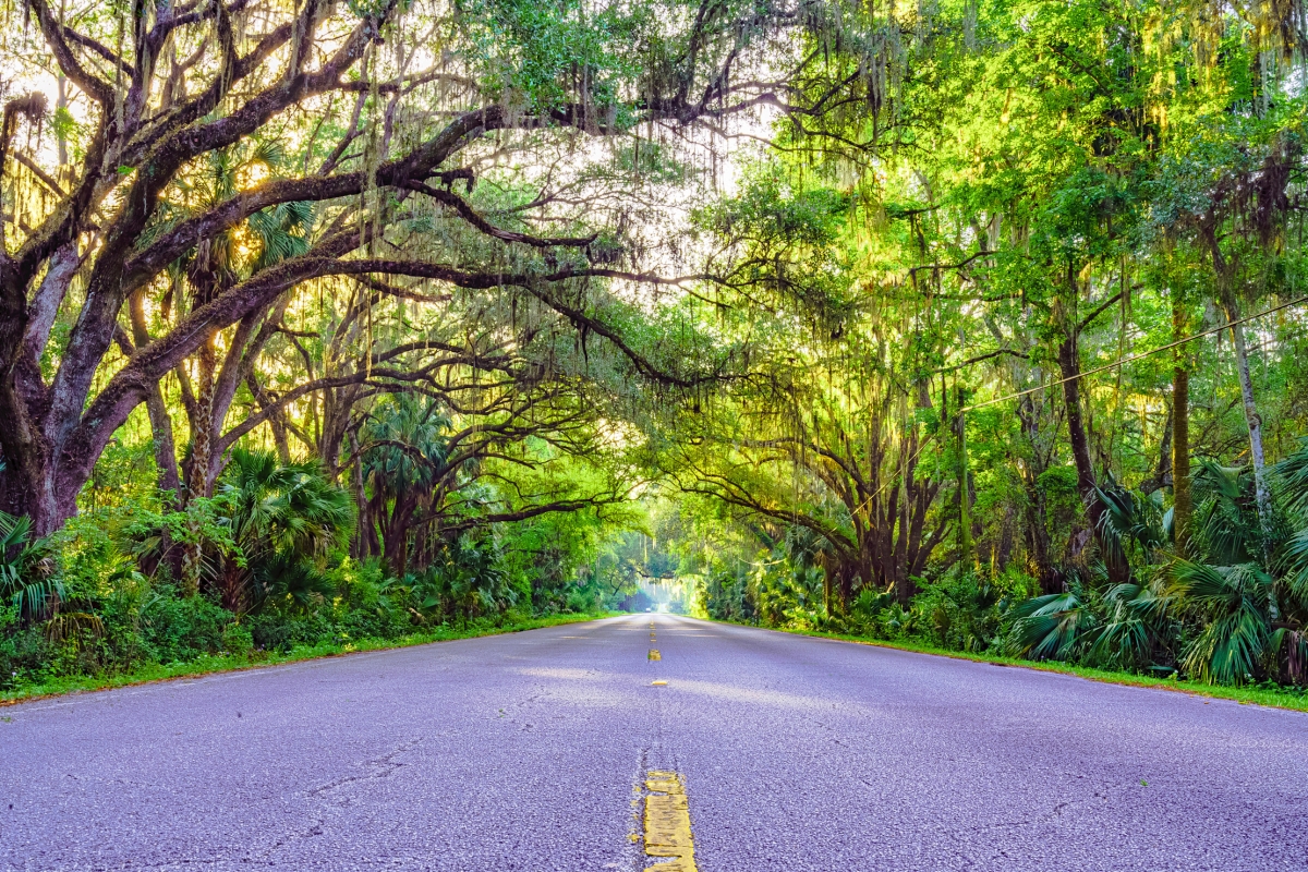 36 x 24 in. Tree Covered Road in Gainesville, Florida Fine Print Wall Art