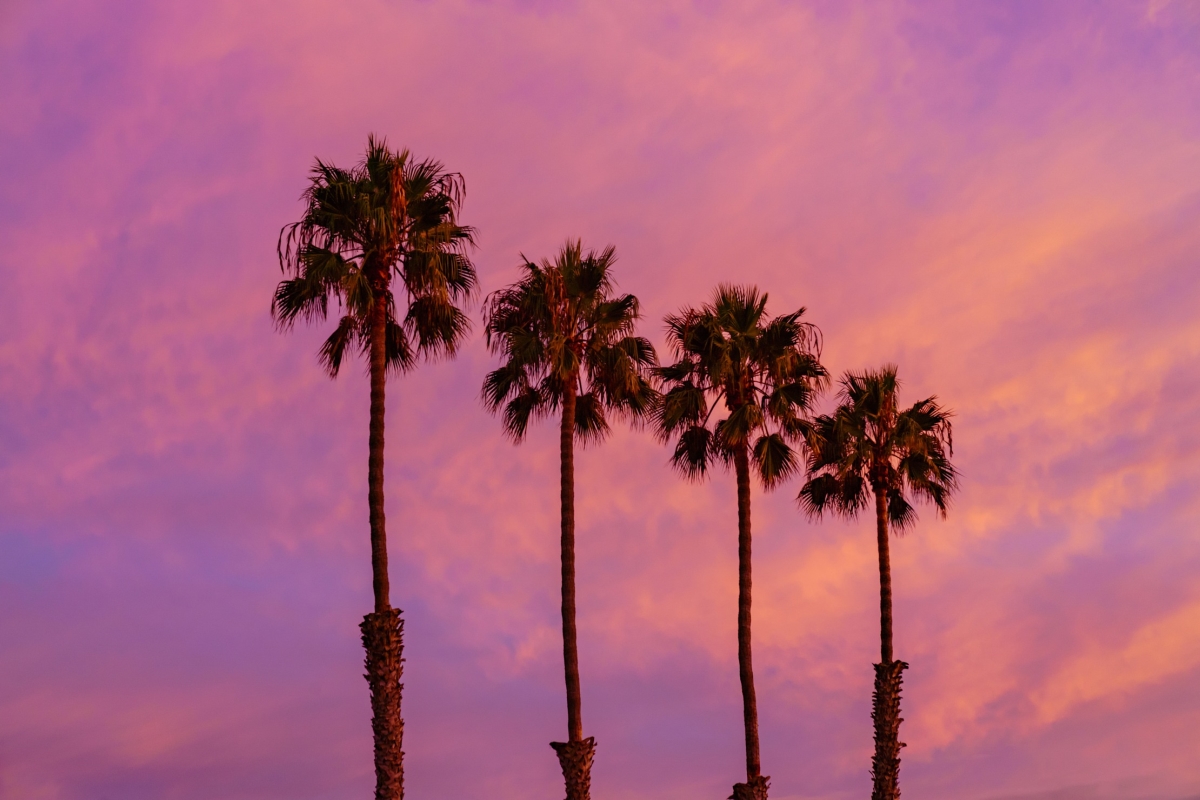 36 x 24 in. Palm Trees Sunset at Sunset Cliffs San Diego Fine Print Wall Art