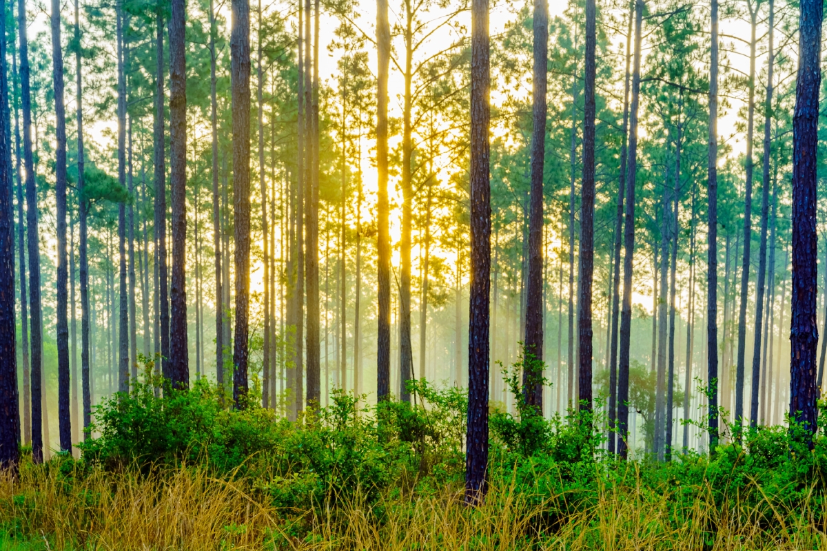 36 x 24 in. Forest Sunrise in Gainesville, Florida Fine Print Wall Art