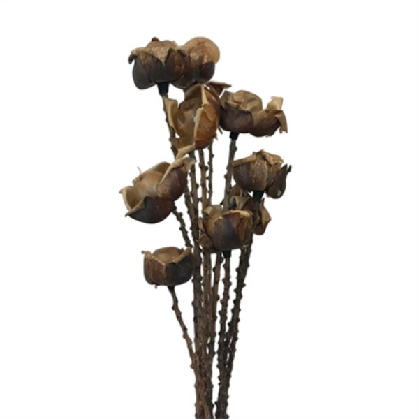 41278 21 5 in. 10 Stem Wood Rose Bouquet, Natural