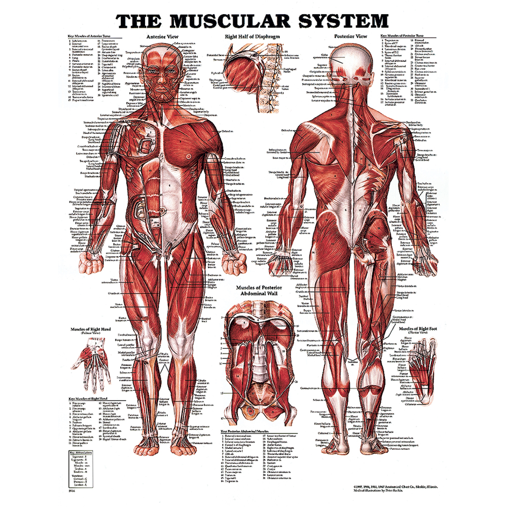 ANA200PL15 20 x 26 in. The Muscular System Chart - Laminated