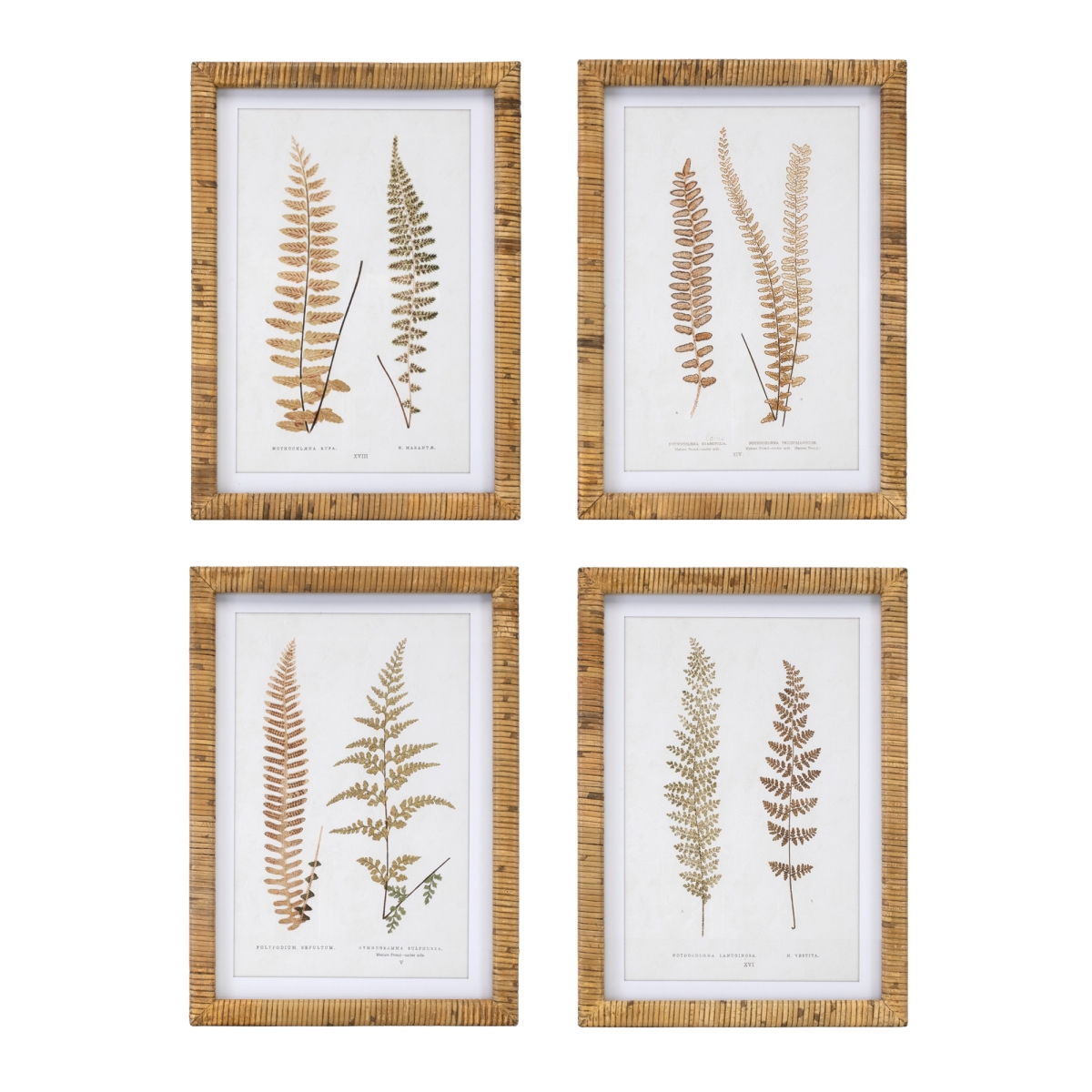 92021DS 17.75 in. Square Wood, MDF & Glass Framed Fern Print Wall Decor, Brown & White - Set of 4