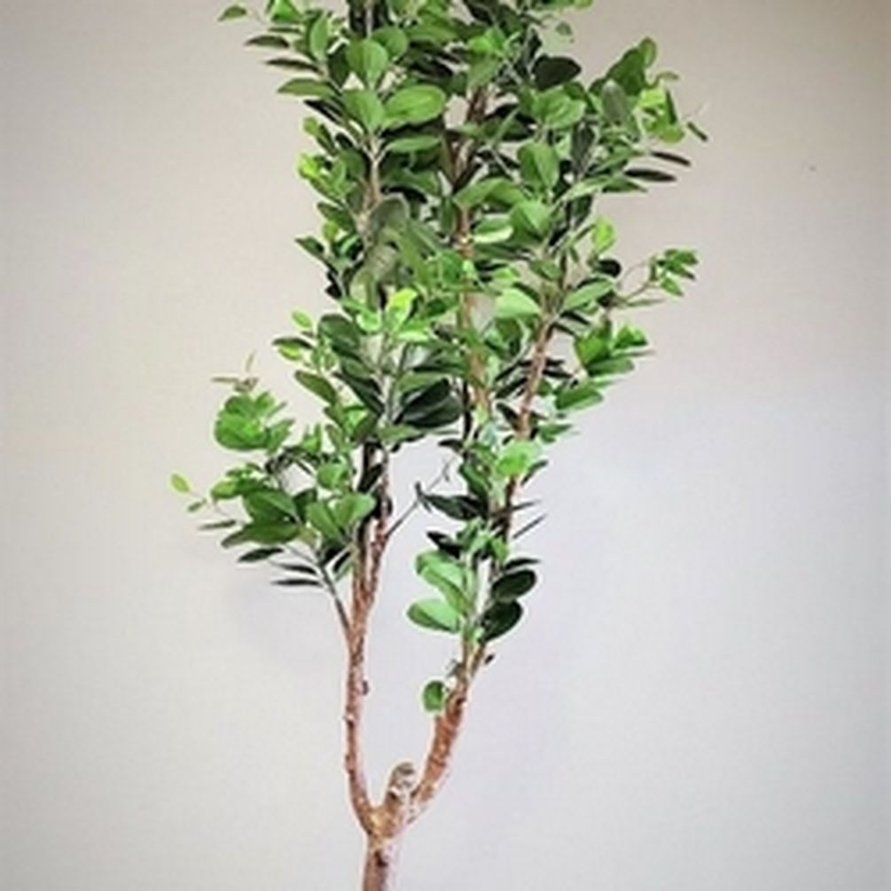 Picture of Mr. MJs CM-OM093GR 6 in. Potted East Ficus 800 Leaves Faux Plants & Trees