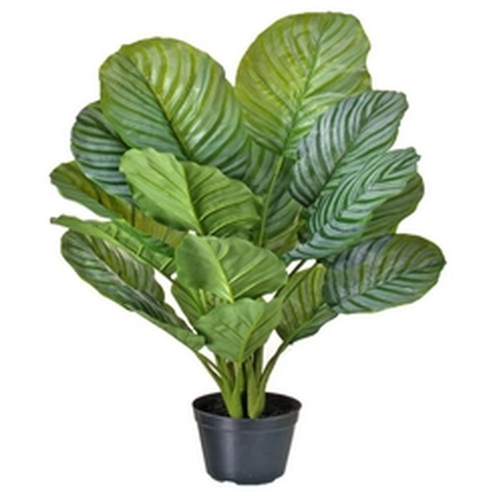 Picture of Mr. MJs CM-RC339GR 34 in. Potted Calathea Plant Faux Plants & Trees
