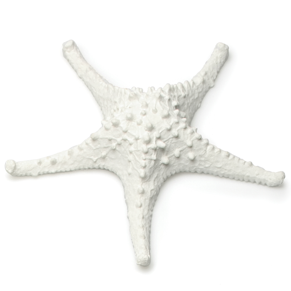 7.5 in. 3D Starfish Decoration, White