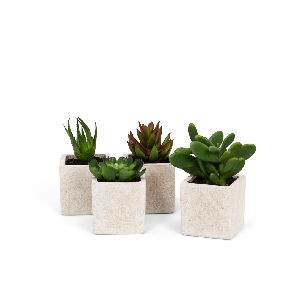 Picture of Abbott Collections AB-27-MOJAVE-02 4 in. Succulents in Square Pot&#44; Green & Ivory - Set of 4