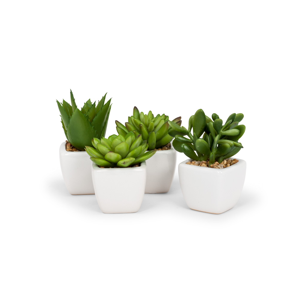 Picture of Abbott Collections AB-27-MOJAVE-03 4 in. Succulents in Tapered Pot&#44; Green & White - Set of 4