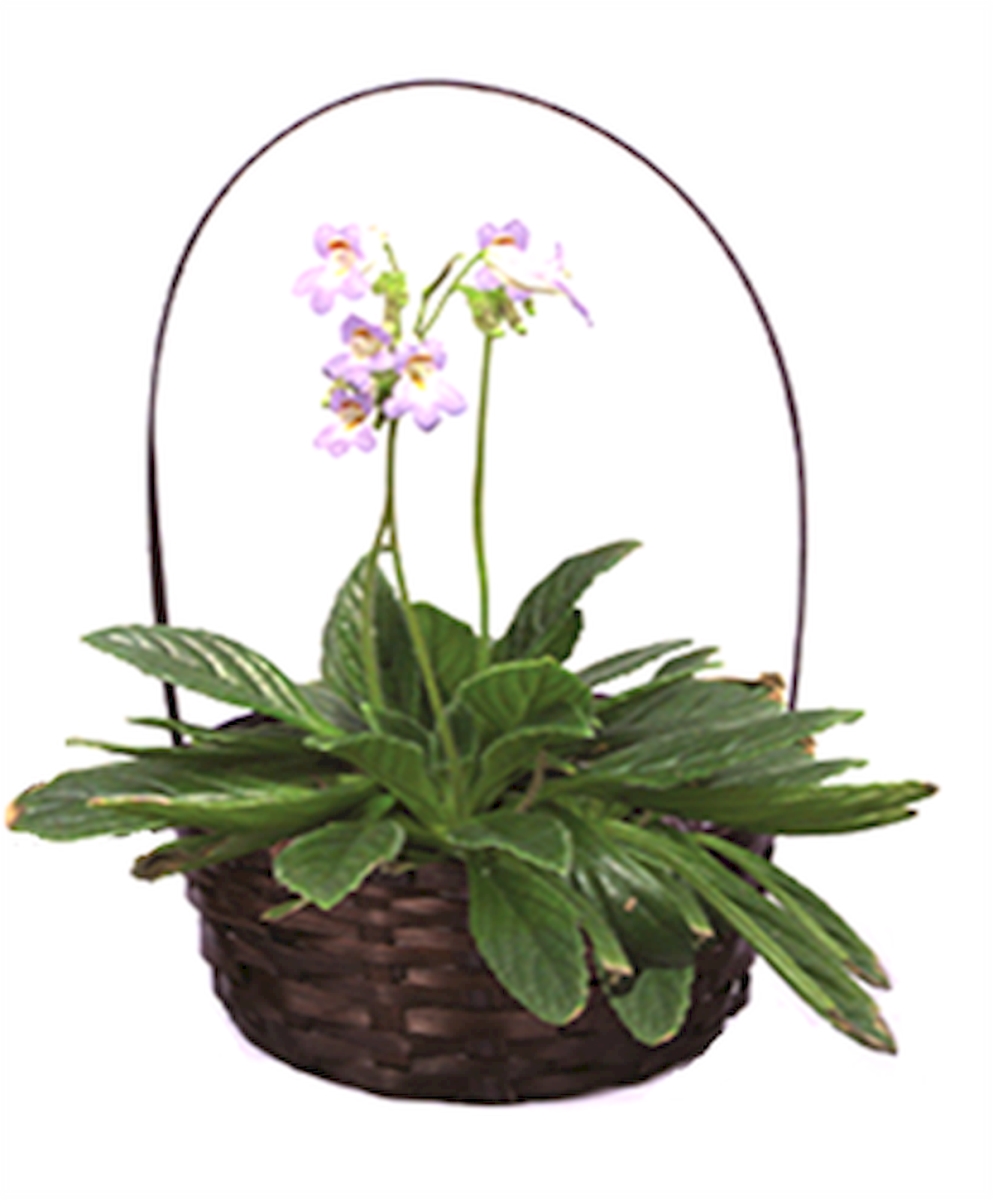 Picture of MDR Trading AP-VBM319R3 Round Brown Bamboo with Handles Baskets - Set of 3