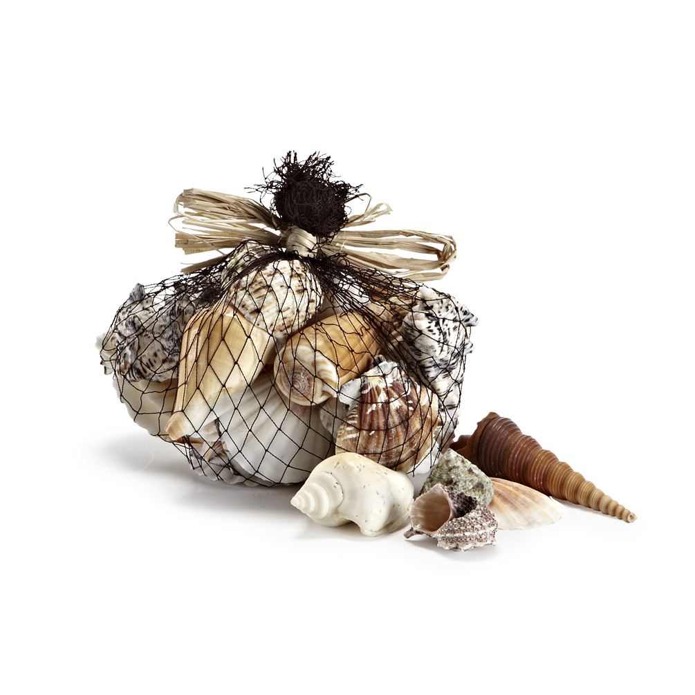 Picture of Abbott Collection AB-45-BEACH 1.5 x 2.5 in. Natural Shell Mixed Seashell&#44; Mixed