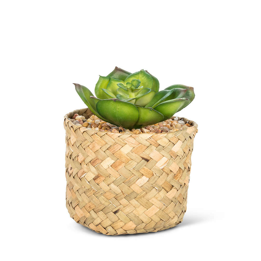 Picture of Abbott Collection AB-27-BOTANY-101 3.5 in. Prince Succulent in Woven Basket&#44; Green & Natural