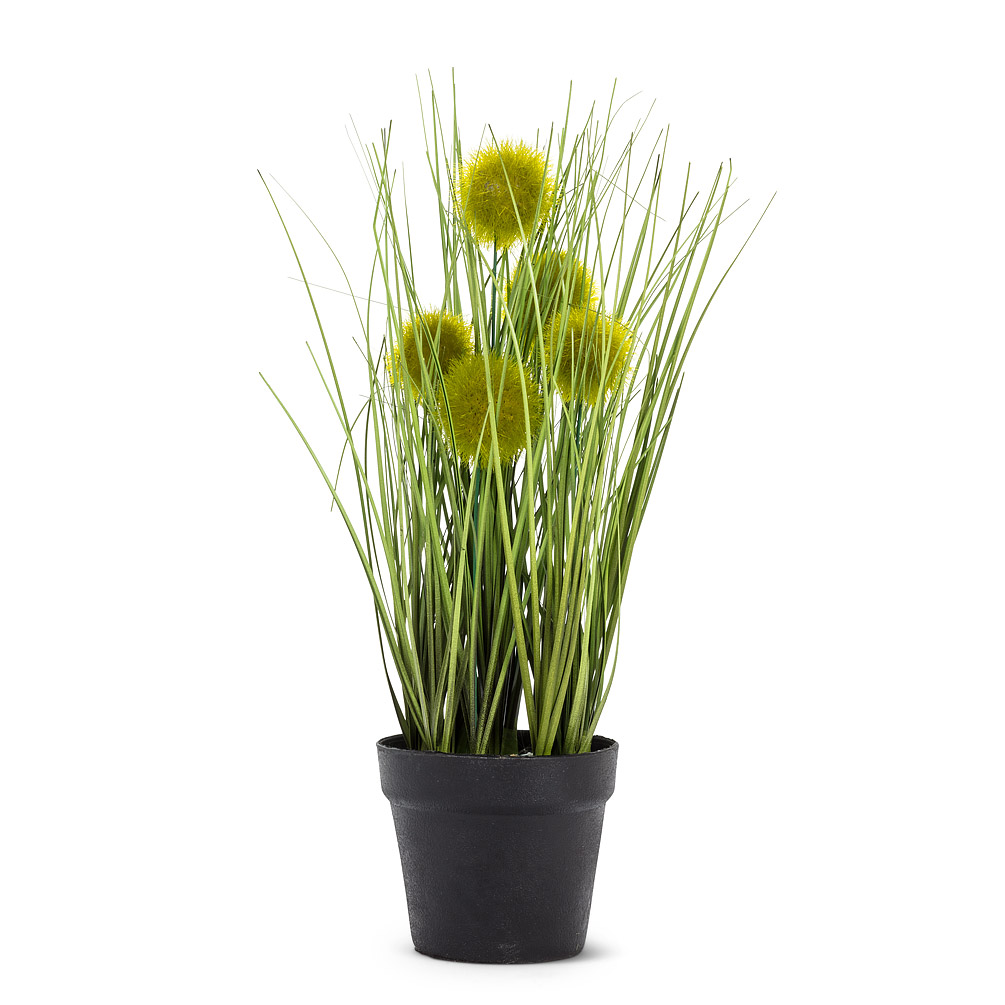 Picture of Abbott Collection AB-27-SAVANNAH-001 12 in. Pompom Grass in Pot&#44; Green