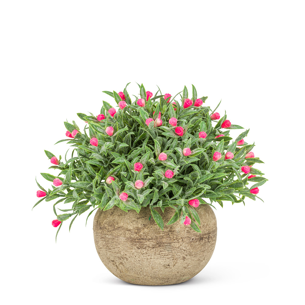 5.5 in. Flowering Plant Pot, Green & Pink - Small