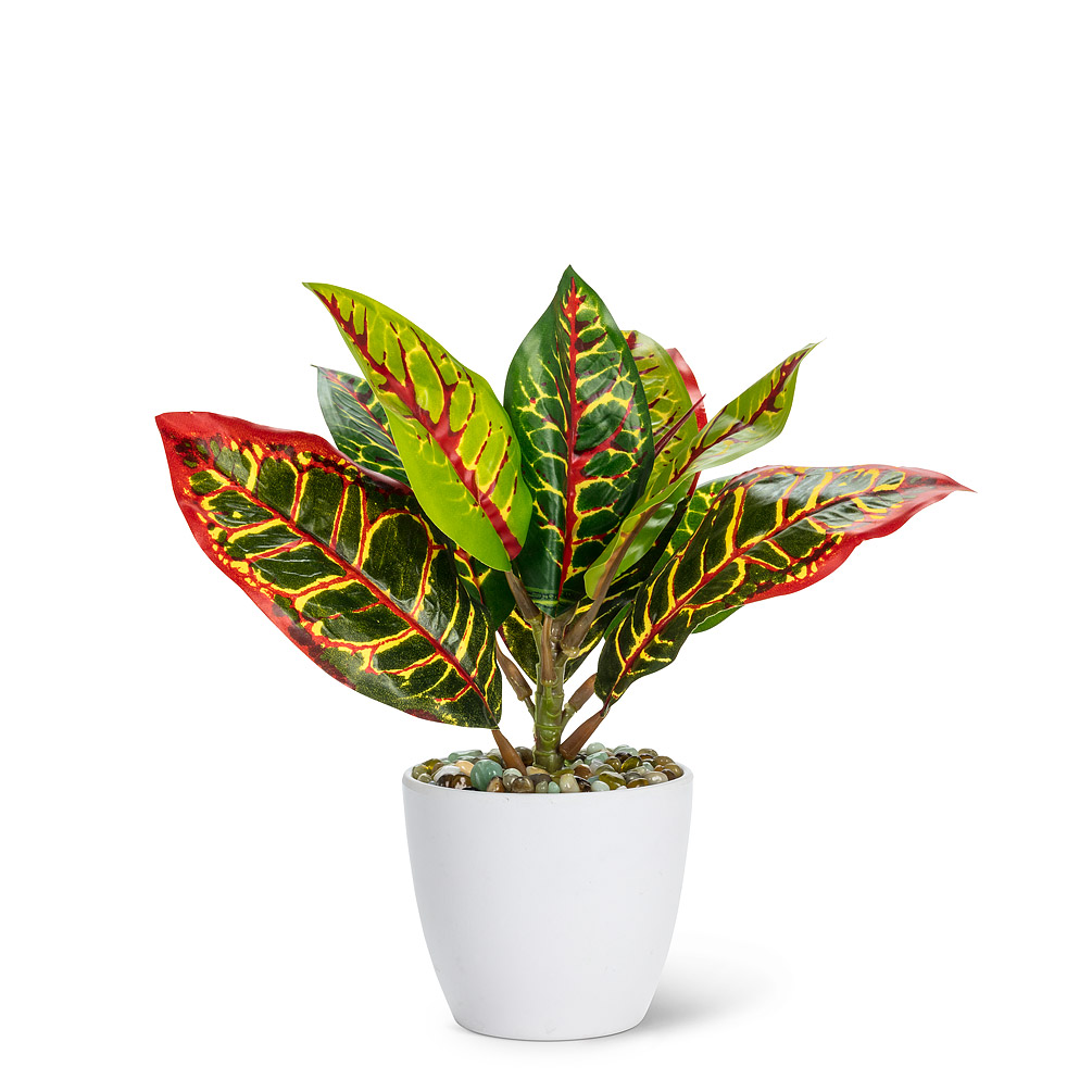 Picture of Abbott Collection AB-27-BOTANY-052-02 8 in. Variegated Leaf Plant&#44; Green & Red - Medium