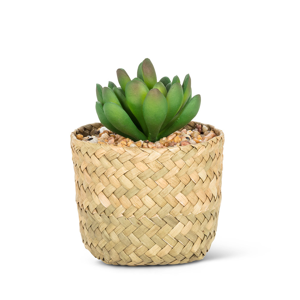 Picture of Abbott Collection AB-27-BOTANY-099 4 in. Jade Succulent in Woven Basket&#44; Green & Natural