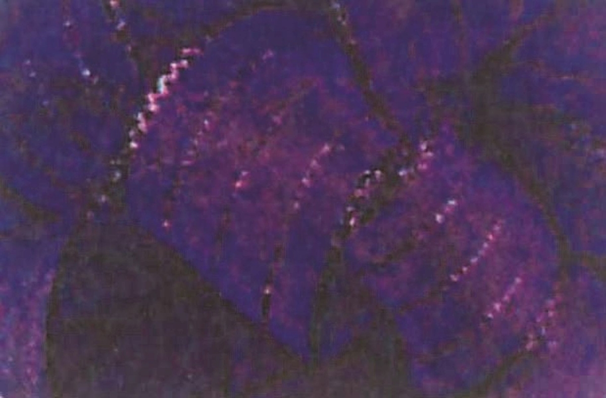 Picture of Mr. MJs Trading AI-187309 Metallic Purple Striped Chiffon Ribbon