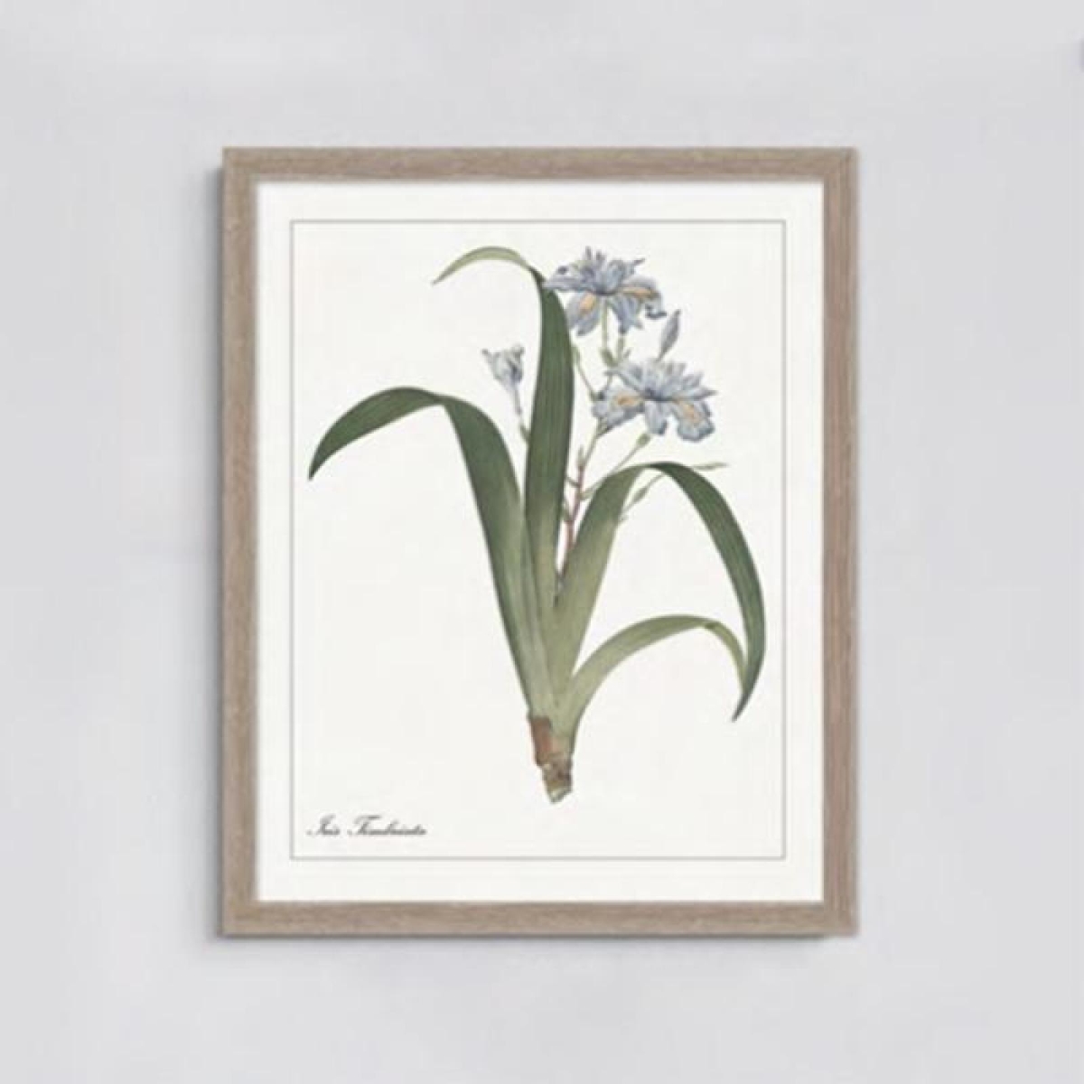 FP-LIN-060_Q01 Framed Print Iris Timbriata Wall Decor