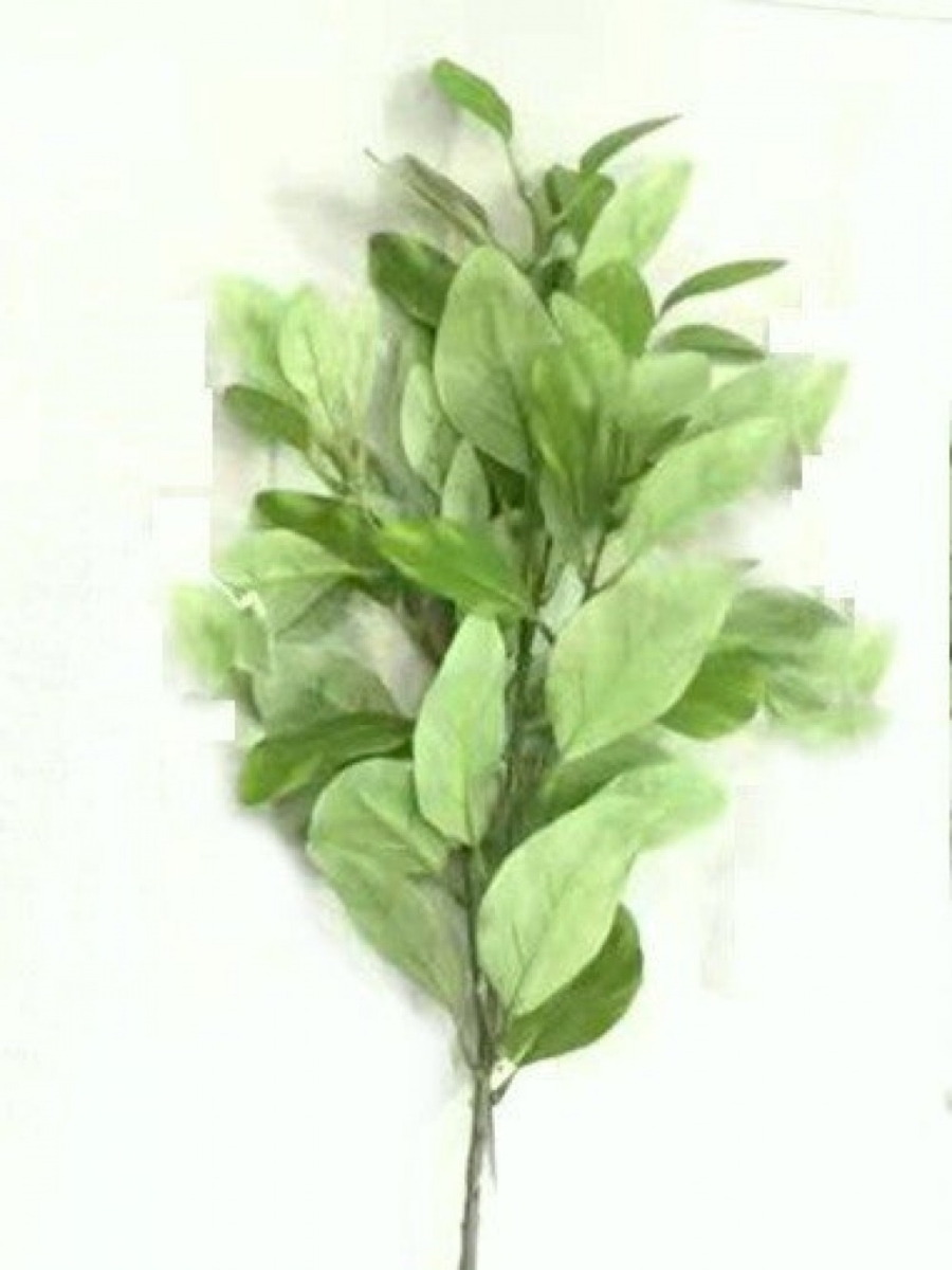 AI-FL7198 Dark Green Bay Laurel Pick