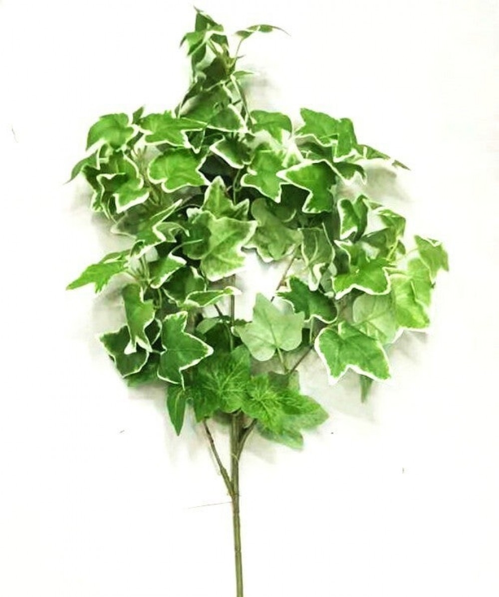 AI-FL7197 English Ivy Pick