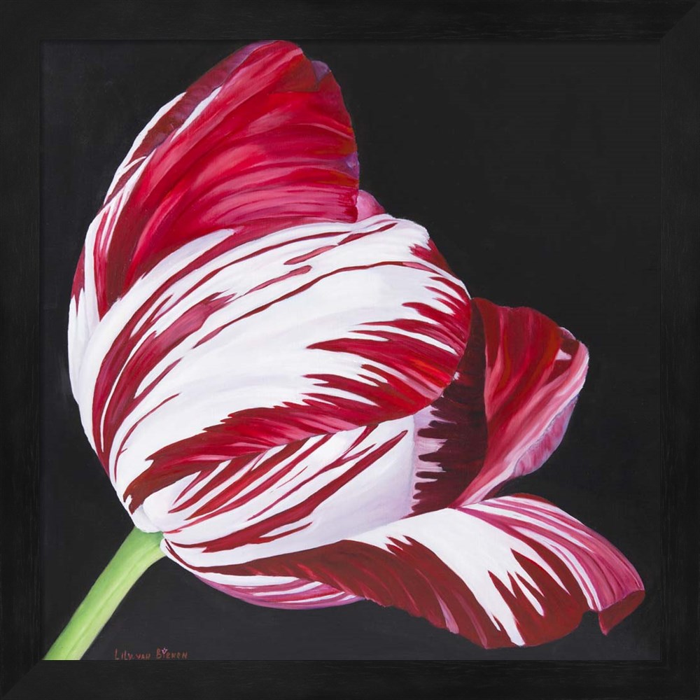 Metaverse R960309-0120000-AEAAAAEAN4 13.25 x 13.25 in. Broken Tulip Framed Wall Art by Lily Van Bienen