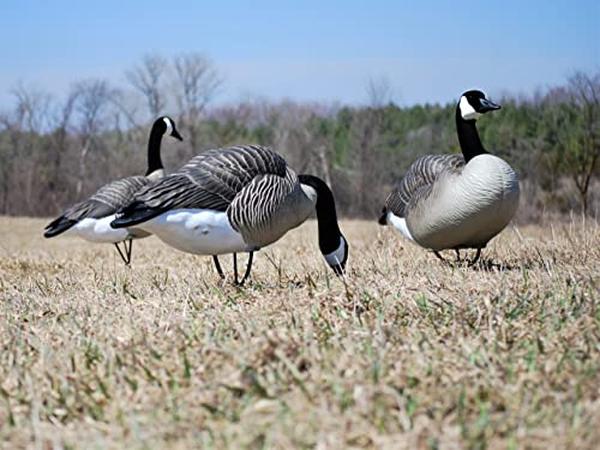 Picture of Beavertail Boats & Decoys BTB450047 Dominator Series Full Body Decoys Sentry - Pack of 4