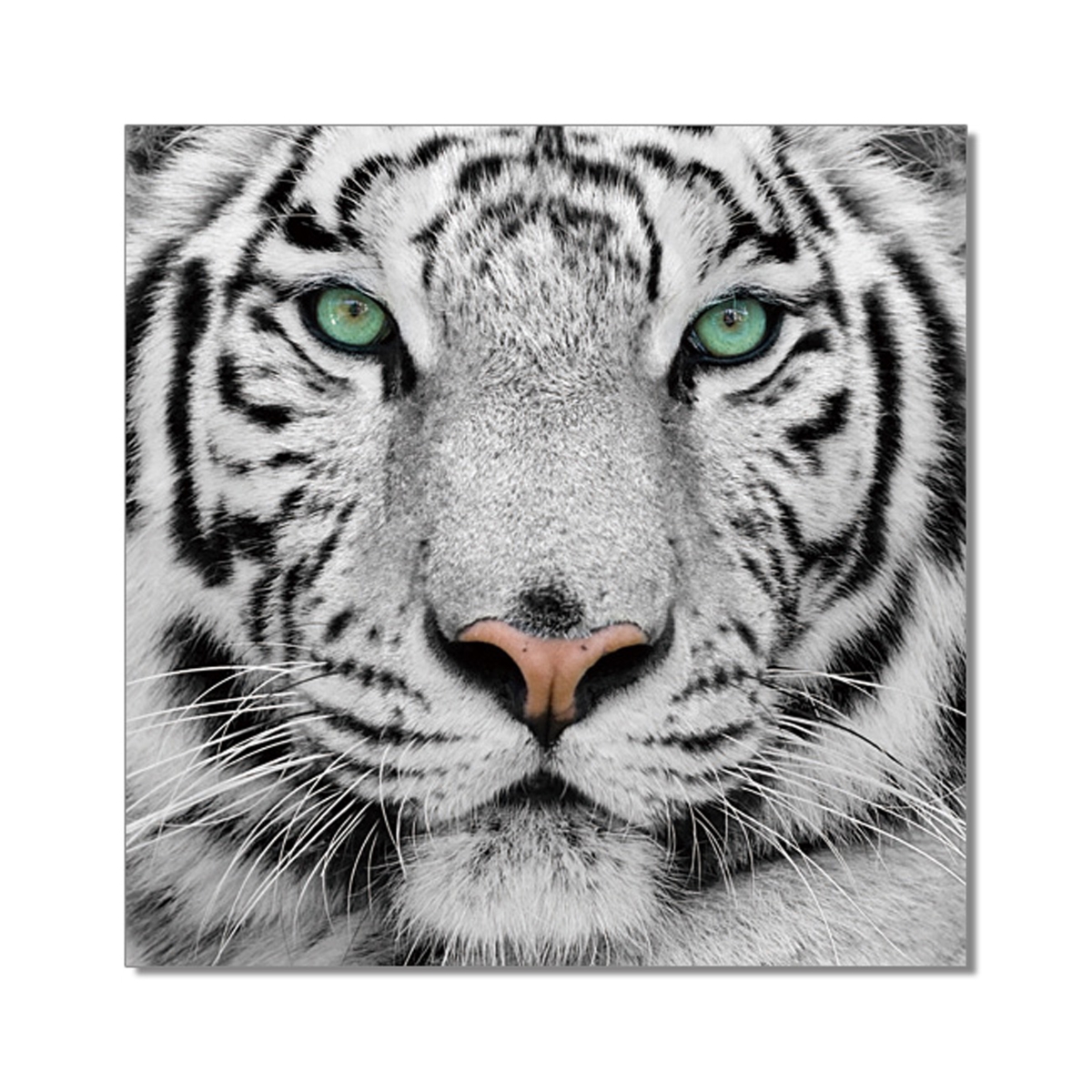 Picture of Amazing Rugs WT61099 40 x 40 in. Oppidan Home Snow Tiger Acrylic Wall Art
