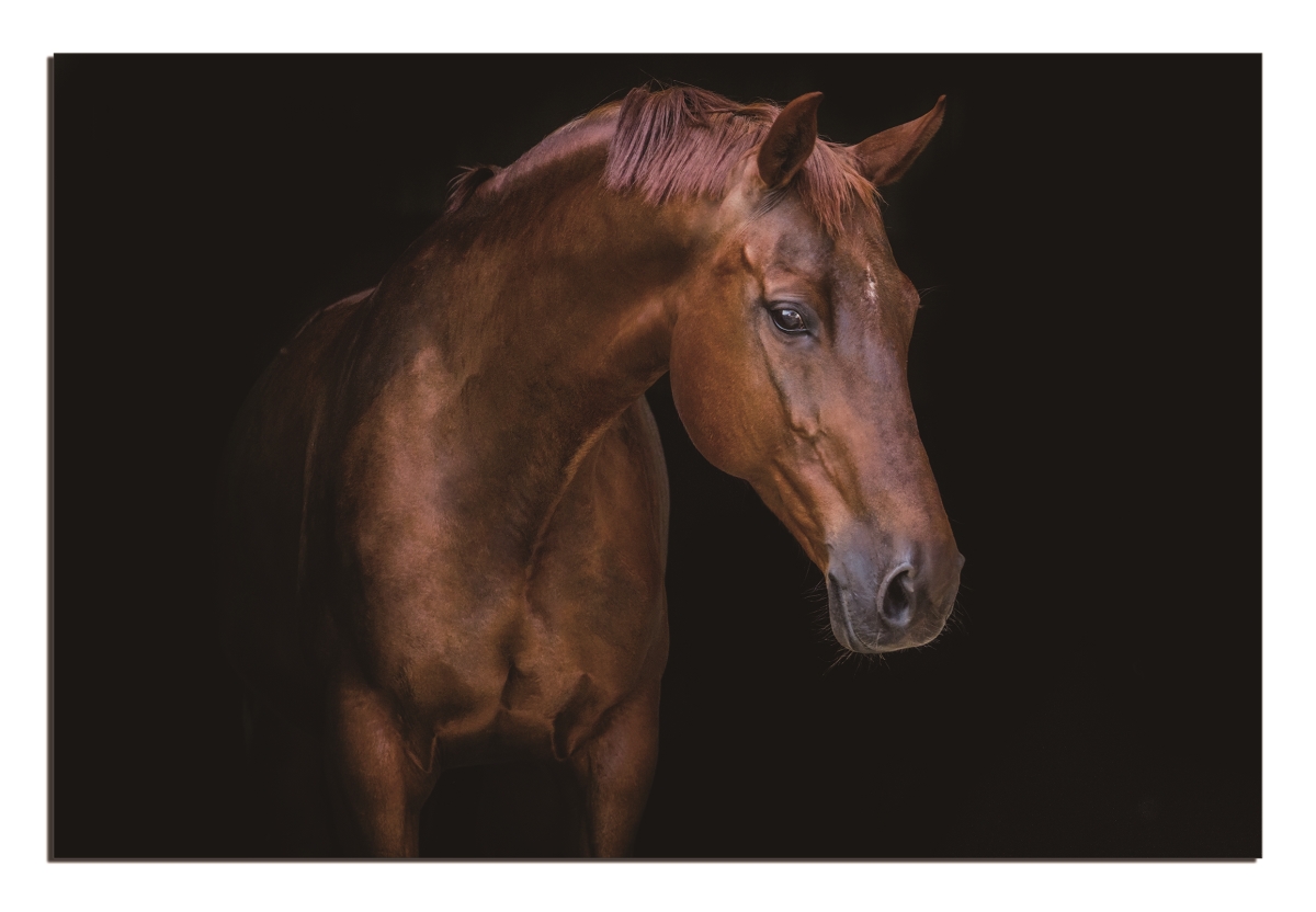 Picture of Amazing Rugs SH6140 32 x 48 in. Oppidan Home Pensive Mare Acrylic Wall Art