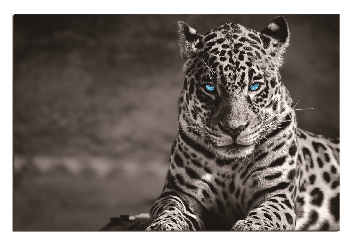 Picture of Amazing Rugs LPBE-99996 32 x 48 in. Oppidan Home Spotted Leopard in Black & White Acrylic Wall Art