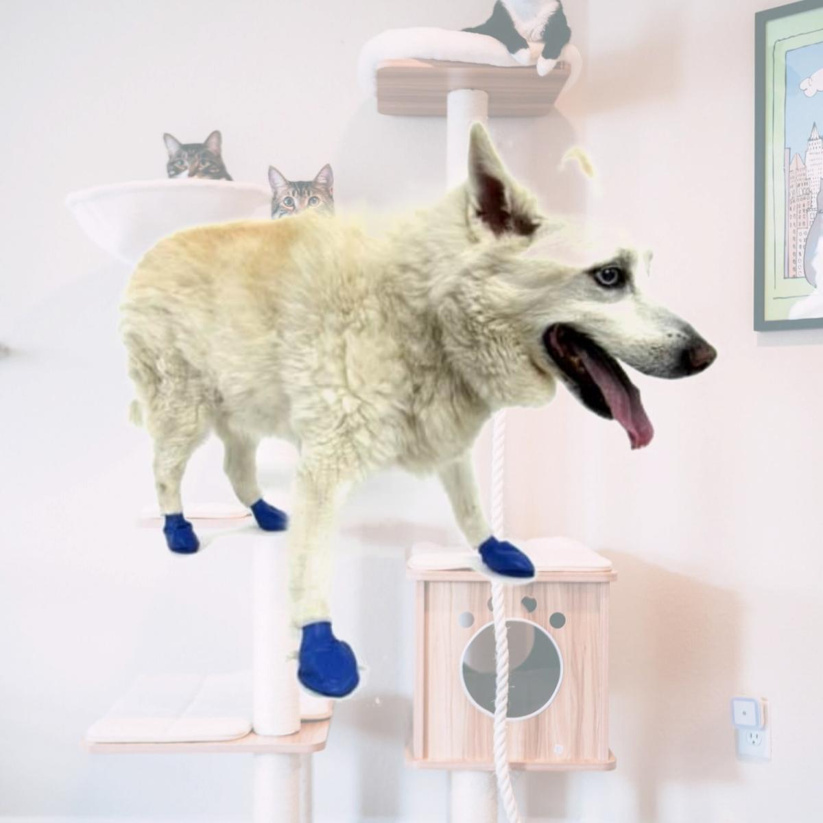 Picture of Pawz 897515001048 DOG BOOTS BLUE MEDIUM 12CT