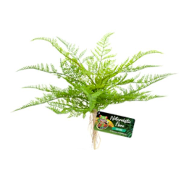 Picture of Zoo Med Labs 097612180626 Naturalistic Flora Lace Fern Terrarium Plant