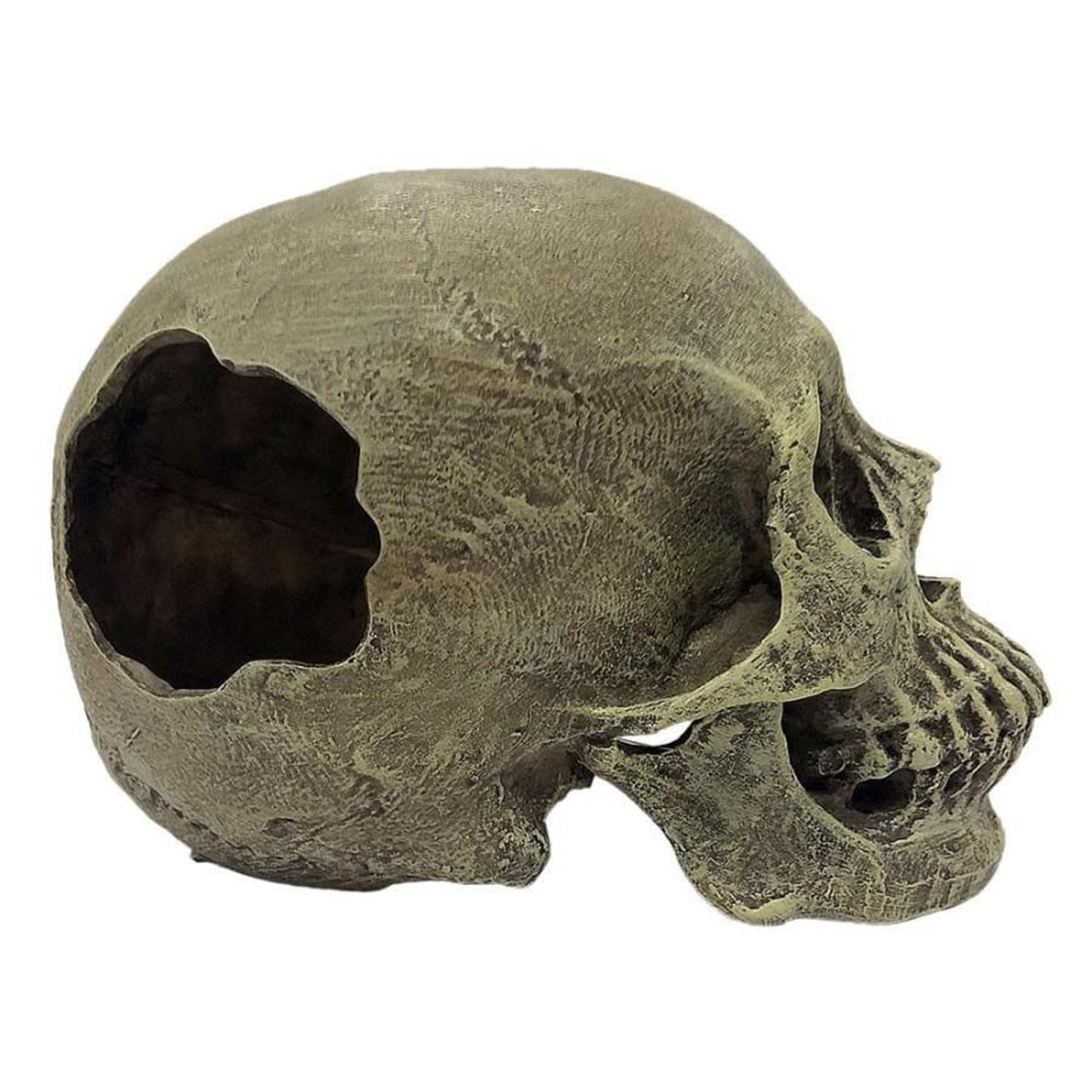 Picture of Multipet International 784369932188 Komodo Half Human Skull Reptile Hideout, Gray - One Size