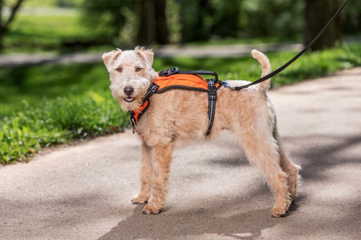 Picture of Radio Systems 729849168435 Petsafe Walk Along Outdoor Dog Harness&#44; Orange - Small