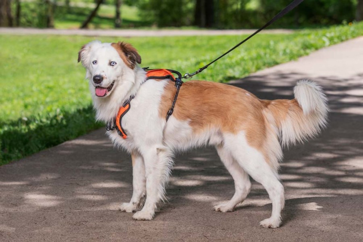 Picture of Radio Systems 729849168442 Petsafe Walk Along Outdoor Dog Harness&#44; Orange - Medium