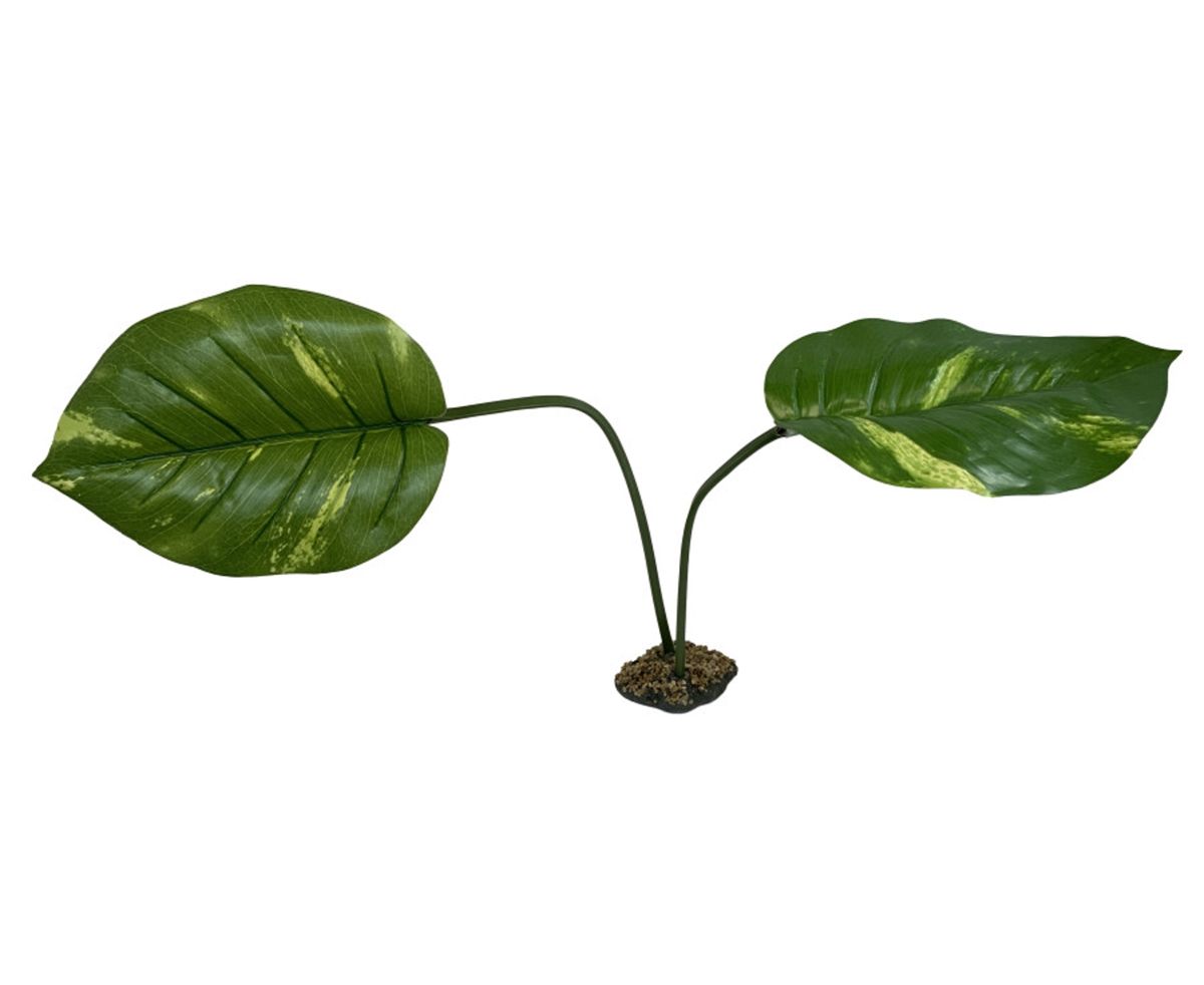 Komodo Guiana Plant - Jumbo