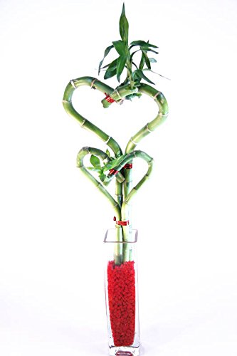 Picture of Athenas Garden BA-HS08HS12-CG001-RRSM Double Heart Bamboo - Glass Block Bud Vase