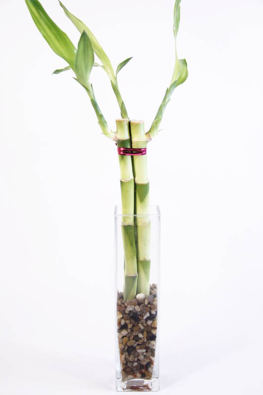 CG-005 Square Tall Vase, 3.25 x 3.25 x 18 in.