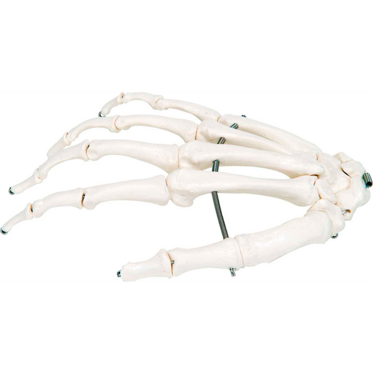 Picture of Fabrication Enterprises B2138122 3B Anatomical Model - Right Loose Bones Hand Skeleton
