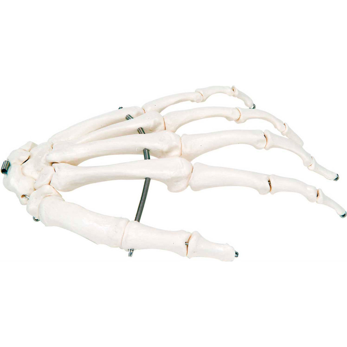 B2138121 3B Anatomical Model - Left Loose Bones Hand Skeleton