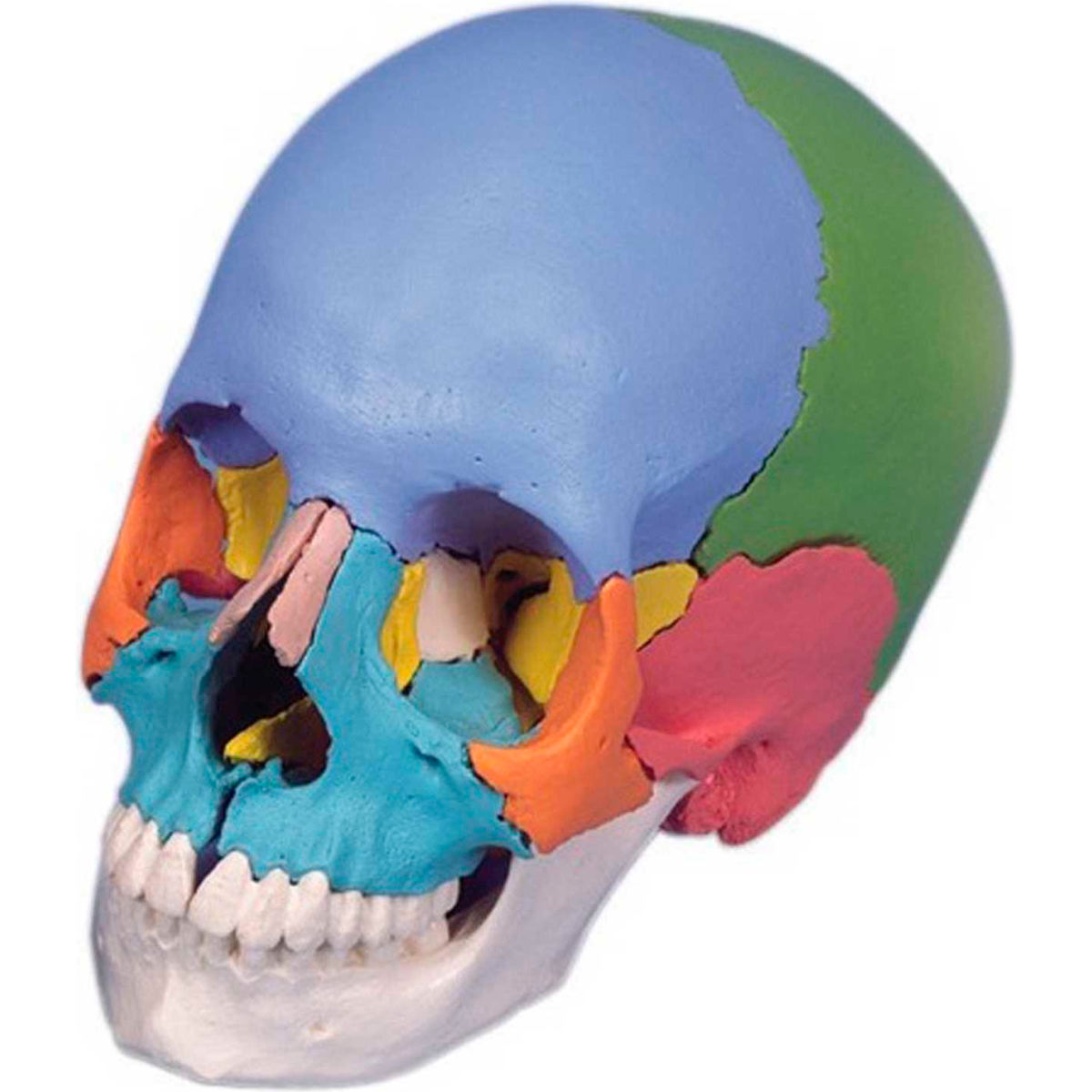 B2138022 3B Anatomical Model - 22-Part Beauchene Didactic Skull