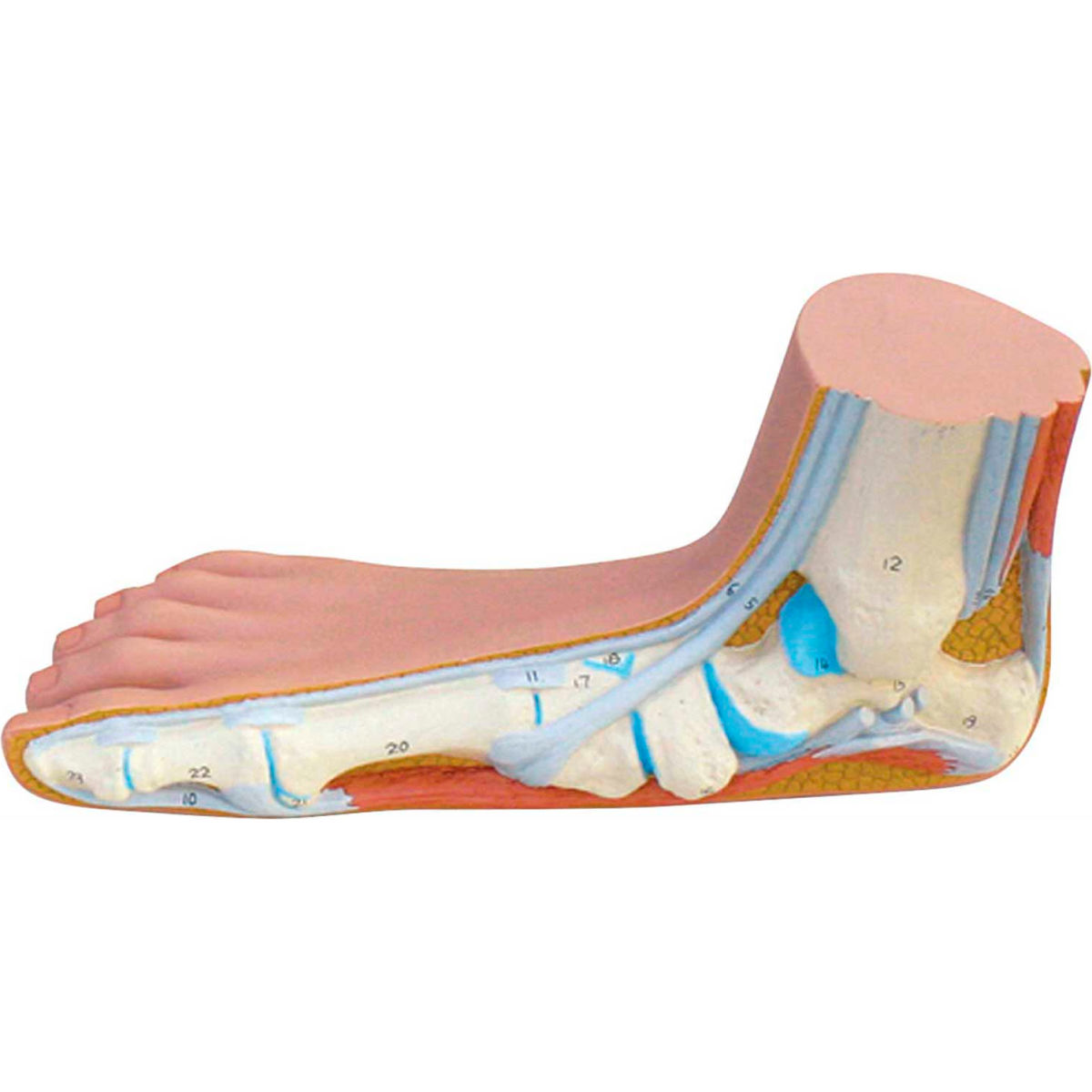 3B Anatomical Model - Flat Foot