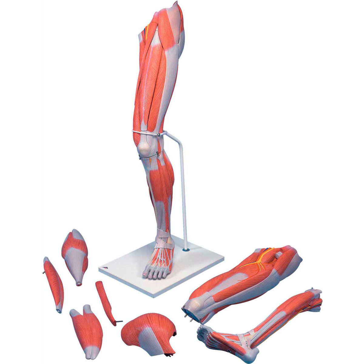 3B Anatomical Model - 7-Part Deluxe Muscular Leg